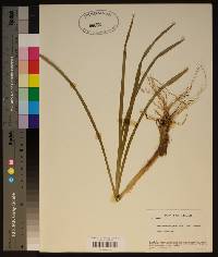 Stenanthium gramineum image