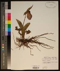 Cypripedium acaule image