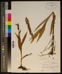 Habenaria repens image