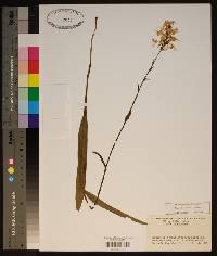 Platanthera ciliaris image