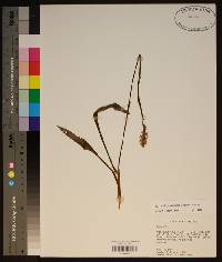 Spiranthes vernalis image