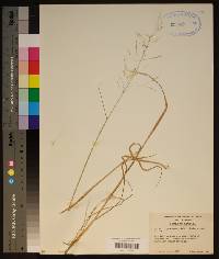 Agrostis perennans image