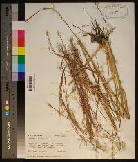 Andropogon brachystachyus image