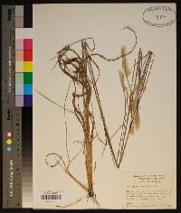 Andropogon ternarius image