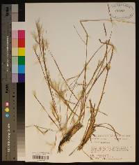 Andropogon tracyi image