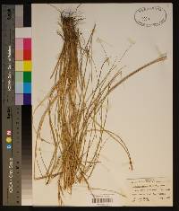 Aristida palustris image