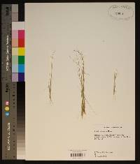 Aristida dichotoma image