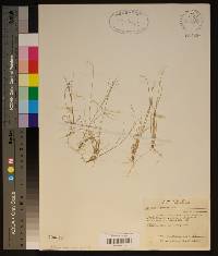 Aristida dichotoma image