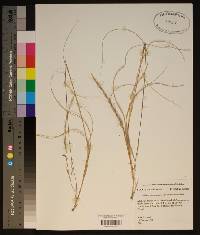 Aristida purpurascens image