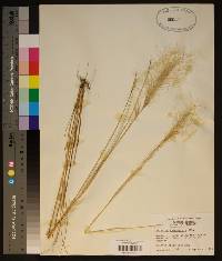 Aristida spiciformis image