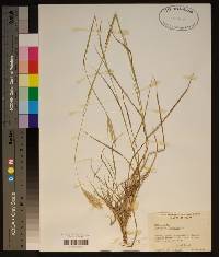 Bothriochloa ischaemum image