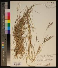 Bothriochloa ischaemum image