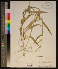 Urochloa platyphylla image