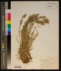 Bromus rubens image