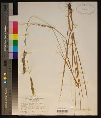 Calamagrostis cinnoides image