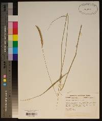 Ctenium aromaticum image