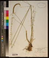 Ctenium aromaticum image