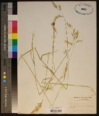 Danthonia sericea image