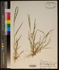 Echinochloa colona image