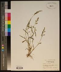 Echinochloa colona image