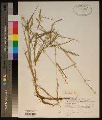 Echinochloa colona image