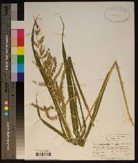 Echinochloa muricata var. muricata image