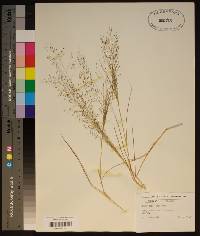 Eragrostis capillaris image