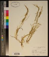 Eragrostis japonica image