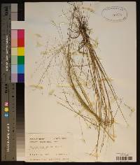 Eragrostis refracta image