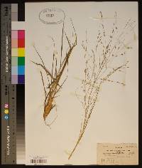 Eragrostis refracta image