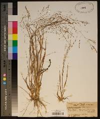 Eragrostis refracta image