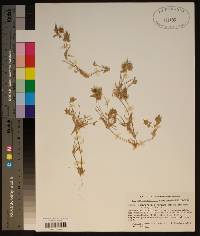 Eragrostis reptans image