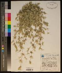 Eragrostis reptans image