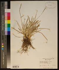 Eremochloa ophiuroides image