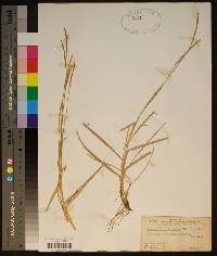 Eremochloa ophiuroides image