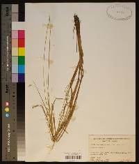 Eriochloa michauxii image