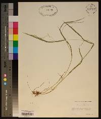 Festuca subverticillata image