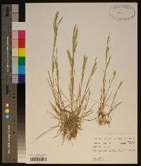 Hordeum pusillum image