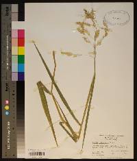 Leersia lenticularis image