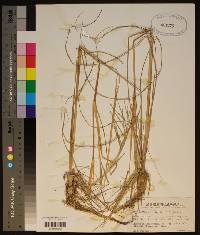 Diplachne fusca subsp. fascicularis image