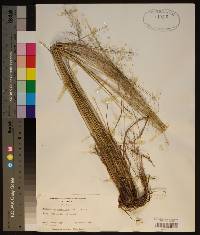 Muhlenbergia capillaris image