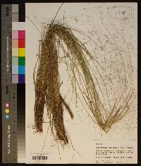 Muhlenbergia capillaris image