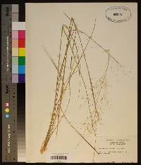 Muhlenbergia expansa image