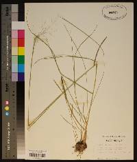 Muhlenbergia expansa image