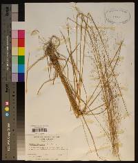 Muhlenbergia expansa image