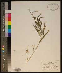 Muhlenbergia frondosa image