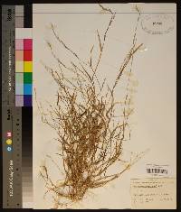 Muhlenbergia schreberi image