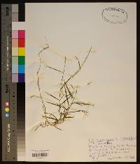 Muhlenbergia schreberi image