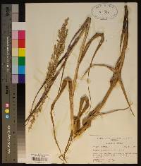 Panicum amarum image