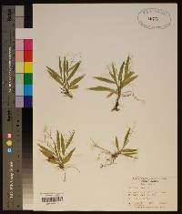 Panicum strigosum image